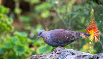 Speckled pigeon drinks water at a bird bath in a garden