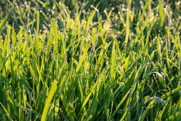 green grass background