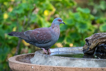 Speckled pigeon drinks water at a bird bath in a garden
