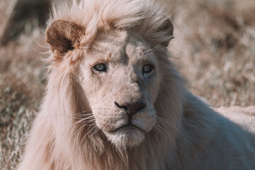 White Lion in South Africa safari