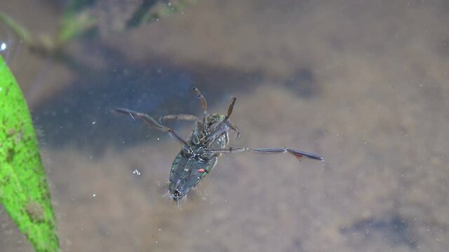 Crustaceans and chironomids underwater. Sigara striata, Hesperocorixa, Corixidae is of aquatic insects in order Hemiptera. View macro insect in wildlife