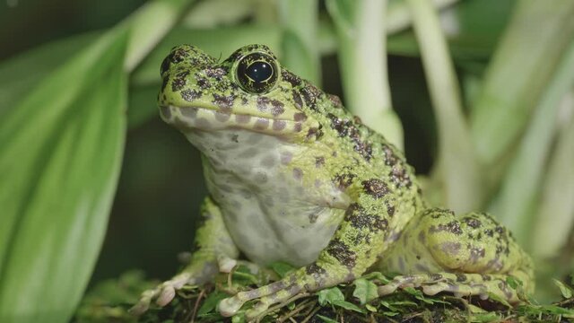 イシカワガエルのクローズアップ映像。沖縄固有のの貴重なカエル。
