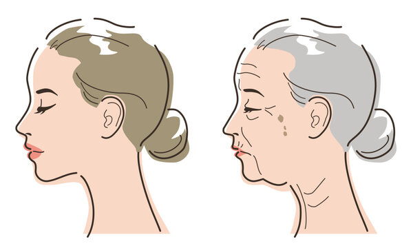 Woman's face seen from the side. Young and elderly image of skin aging. Vector illustration isolated on white background.