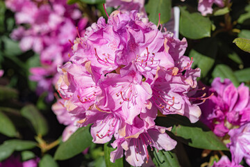 Closeup of pink rhododendron