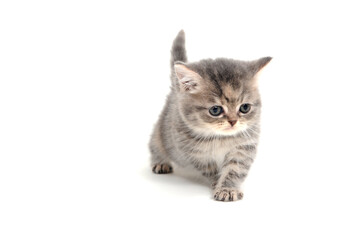 a striped purebred kitten stands on a white isolated background