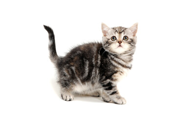 Obraz premium a striped purebred kitten stands on a white isolated background