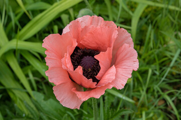 red poppy flower