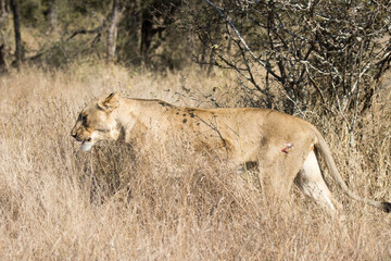 Kruger National Park: Lion