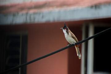 Red whiskered bulbul sitting on a cable wire