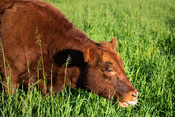 Gado de corte na pastagem