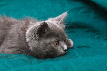 Small gray kitten with yellow eyes. Long-haired cute cat.