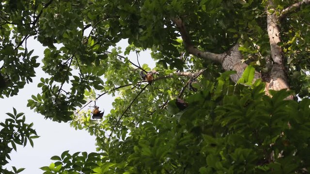 Many Bats hanging upside down on high mahogany trees at day time in Kerala India 4K slow motion video footage. colony of big bats nocturnal mammals 
