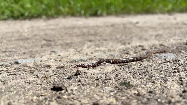 An earthworm, covered with pieces of sand, escapes drought. Crawls in search of soft ground