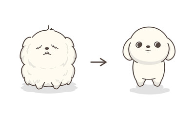 犬のトリミング　ビフォアアフター