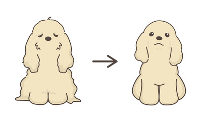 犬のトリミング　ビフォアアフター　コッカースパニエル
