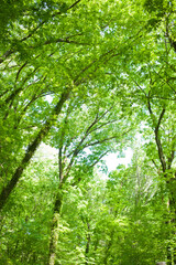Fototapeta na wymiar forest leaves