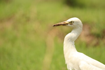 great white heron