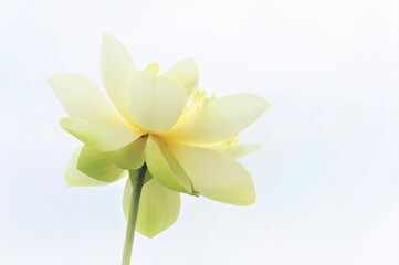 white lotus flower and white background