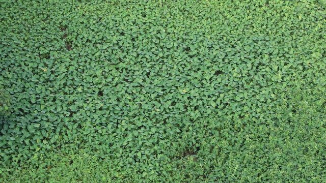 Kerala landscape ponds filled with green plants Salvinia auriculata eared water moss, African payal, butterfly fern paddy fields, , ponds 4K slow motion video footage Kerala