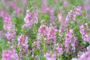 field of lavender flowers