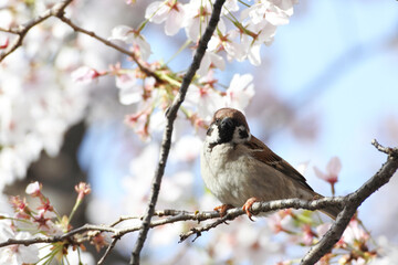 Sparrow is perching on a twig of cherry tree against the background of blue sky and cherry blossoms.