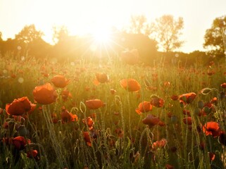 Fototapeta na wymiar field of poppies