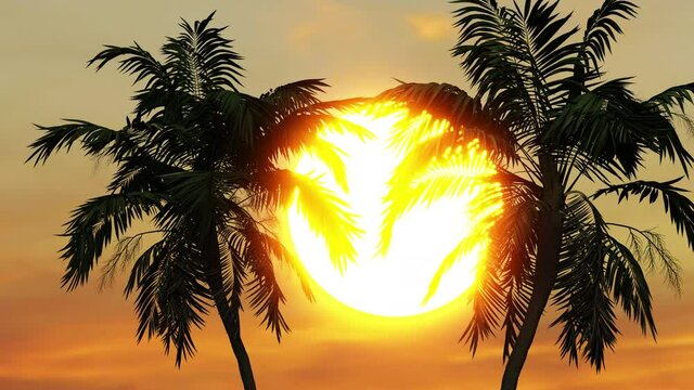 A beautiful sunset and the sun setting between the palm trees near the sea. 