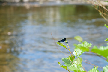 Beautiful demoiselle, Calopteryx virgo, damselfly on a sprig