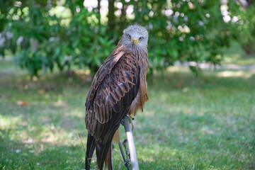 Red kite, Milvus milvus, eagle in Cabarceno Natural Park