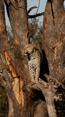 Male leopard standing in a huge tree