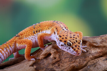 leopard gecko on the branch of wood