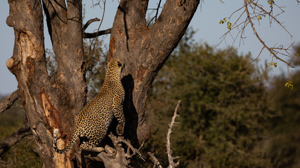 Fototapeta na wymiar Male leopard jumping up a huge tree