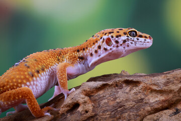 Leopard Gecko on the branch of wood