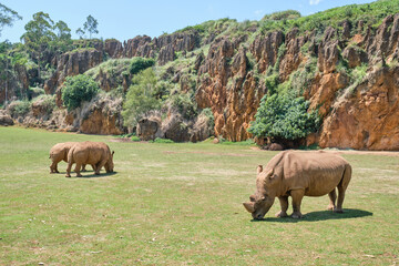Fototapeta premium Rhinoceroses eating grass in Cabarceno Natural Park in Cantabria