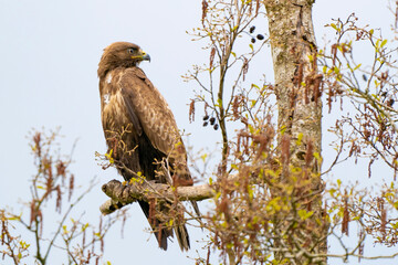 Impressive buzzard, buteo buteo, sitting on a branch in the spring with copy space. Dominant bird...