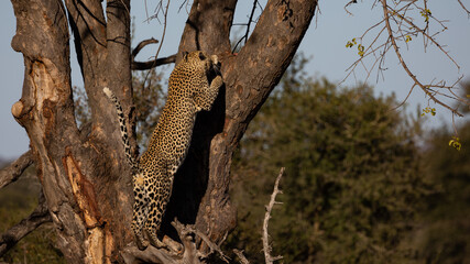 Naklejka na ściany i meble Male leopard jumping up a huge tree