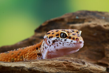 Leopard Gecko on the branch of wood
