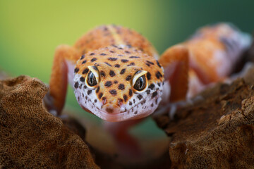 Leopard Gecko on the branch of wood