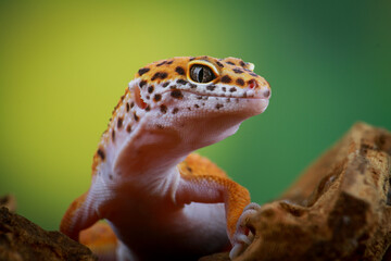 Leopard Gecko on the branch of wood