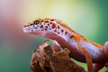 leopard gecko on the branch of wood