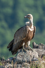 African Cape vulture (Gyps coprotheres) in Kruger national park, South Africa