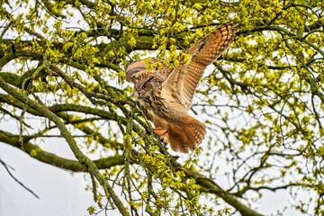 Eagle Owl, land awkwardly in a tree. Seen from the side. Wings spread wide, the bird of prey looks angry with red eyes