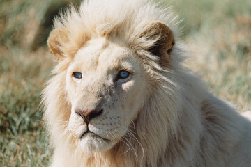 Close up of White Lion