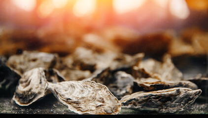 Fresh oysters float in restaurant aquarium, sun glare banner
