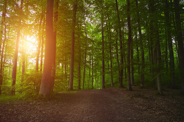 the landscape of the natural woods with strong sunlight. pathway in the green forest during sunset