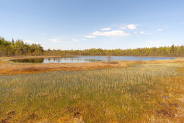 swamp and lake