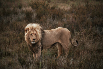 Fototapeta na wymiar Lion standing in dry grass field