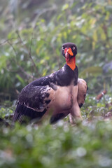 King vulture, Sarcoramphus papa, large bird found in Central and South America. Flying bird, forest...