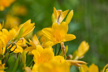 yellow flowers