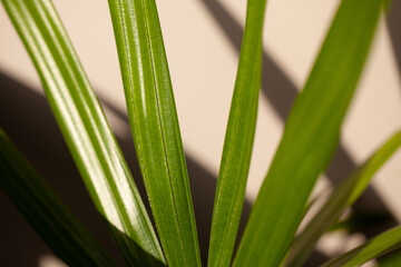Palm tree leaves with sunny light